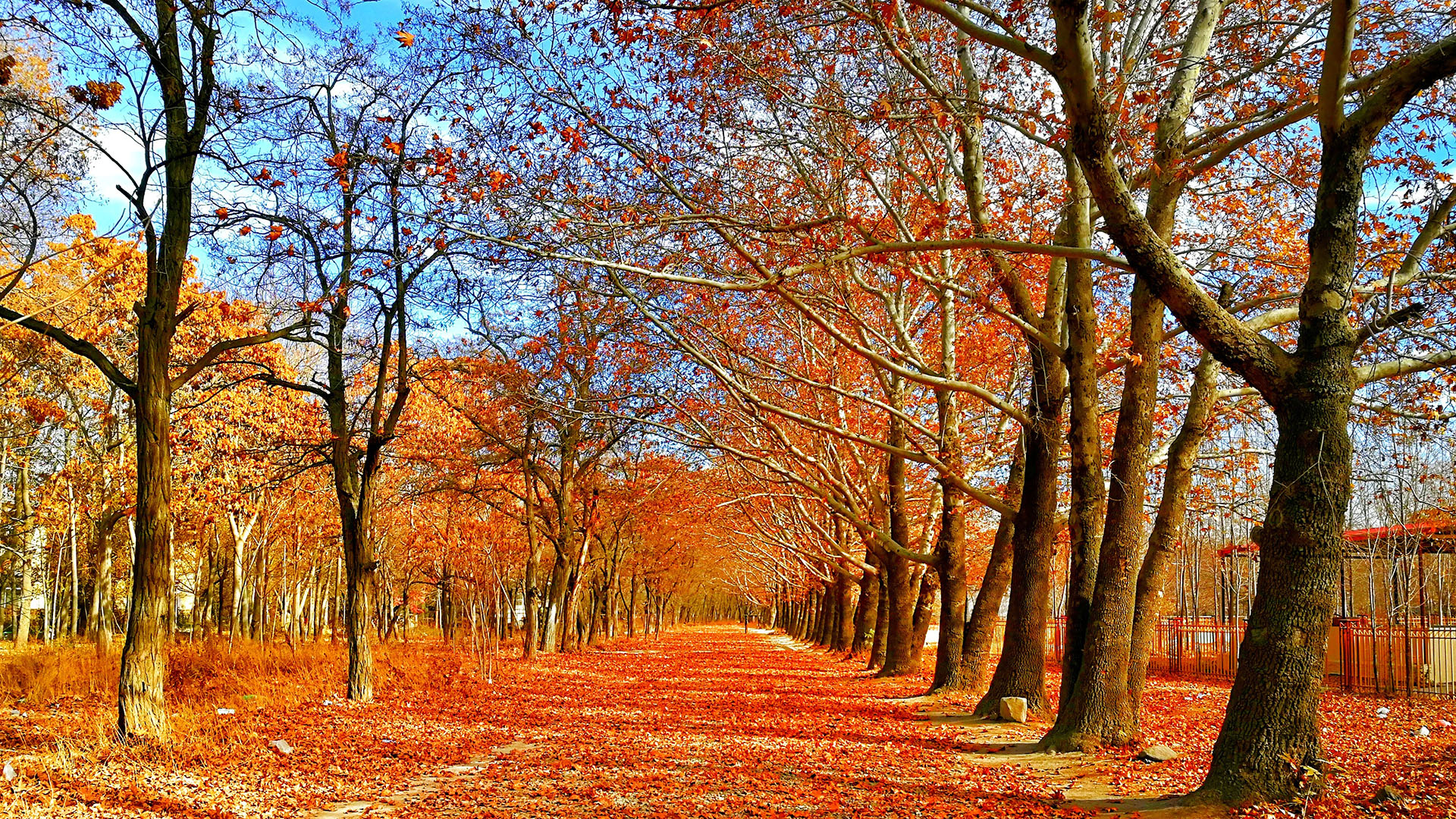 autumn-leaves-blue-sky-bright-693521