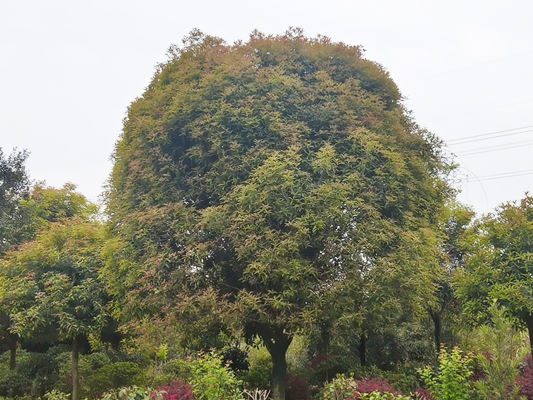 桂花