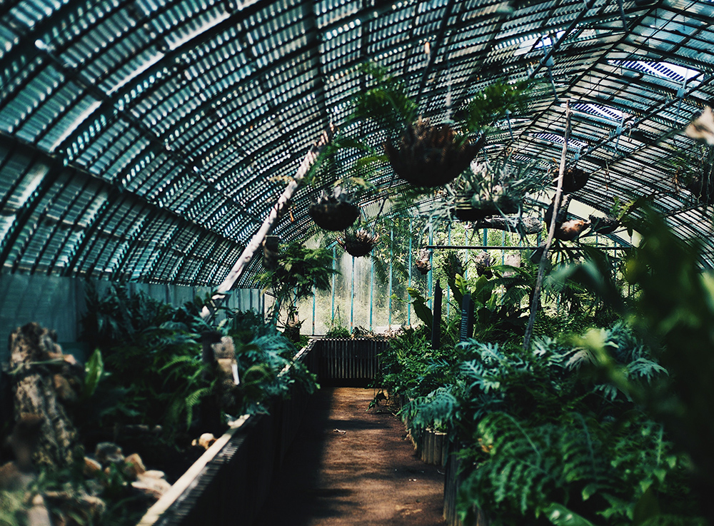 椰子种植基地